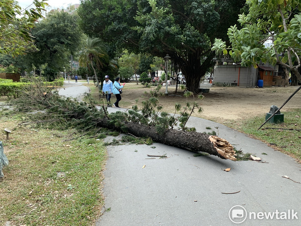 今日受到東北季風強勁影響，台南市頻傳樹倒消息，其中台南公園一株肯氏南洋杉疑似發生風折倒塌，壓傷公園散步民眾。 圖：台南市政府提供
