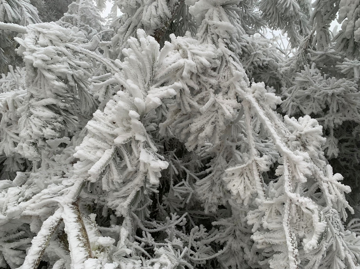 氣象局表示，今日北台灣山區還有下雪或出現霧淞、結霜的機會(圖為太平山國家森林公園)。 圖：取自太平山國家森林遊樂區臉書