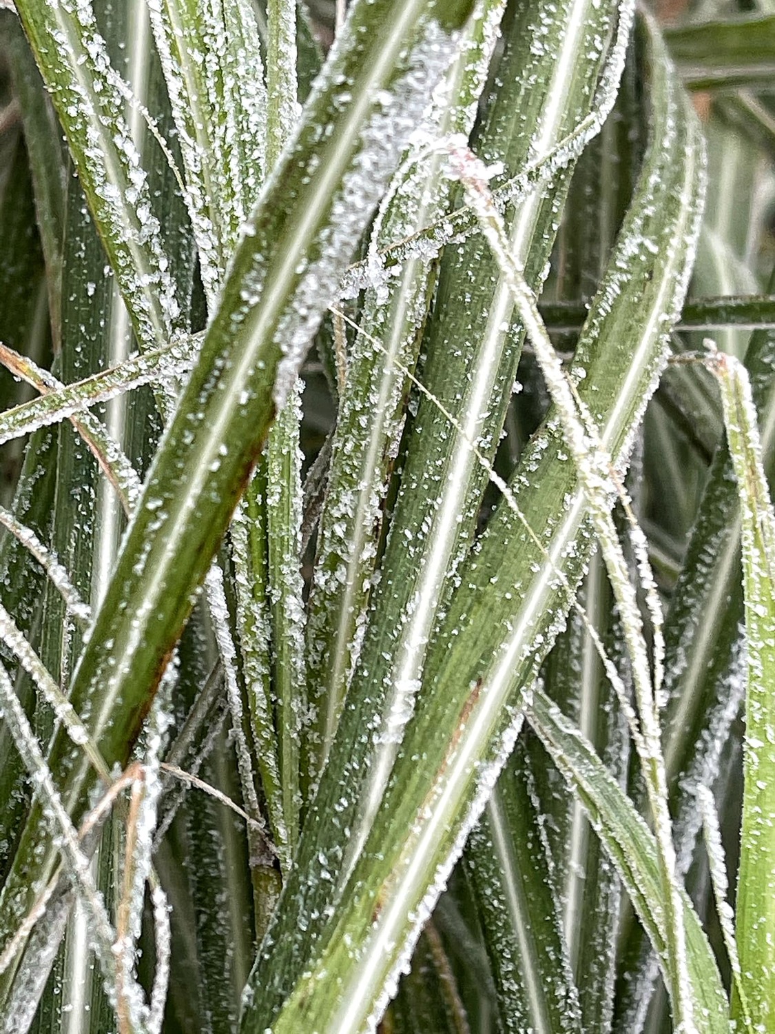 陽明山今日沒有降雪，卻有下冰霰、結霧淞。 圖：趙姓民眾／提供