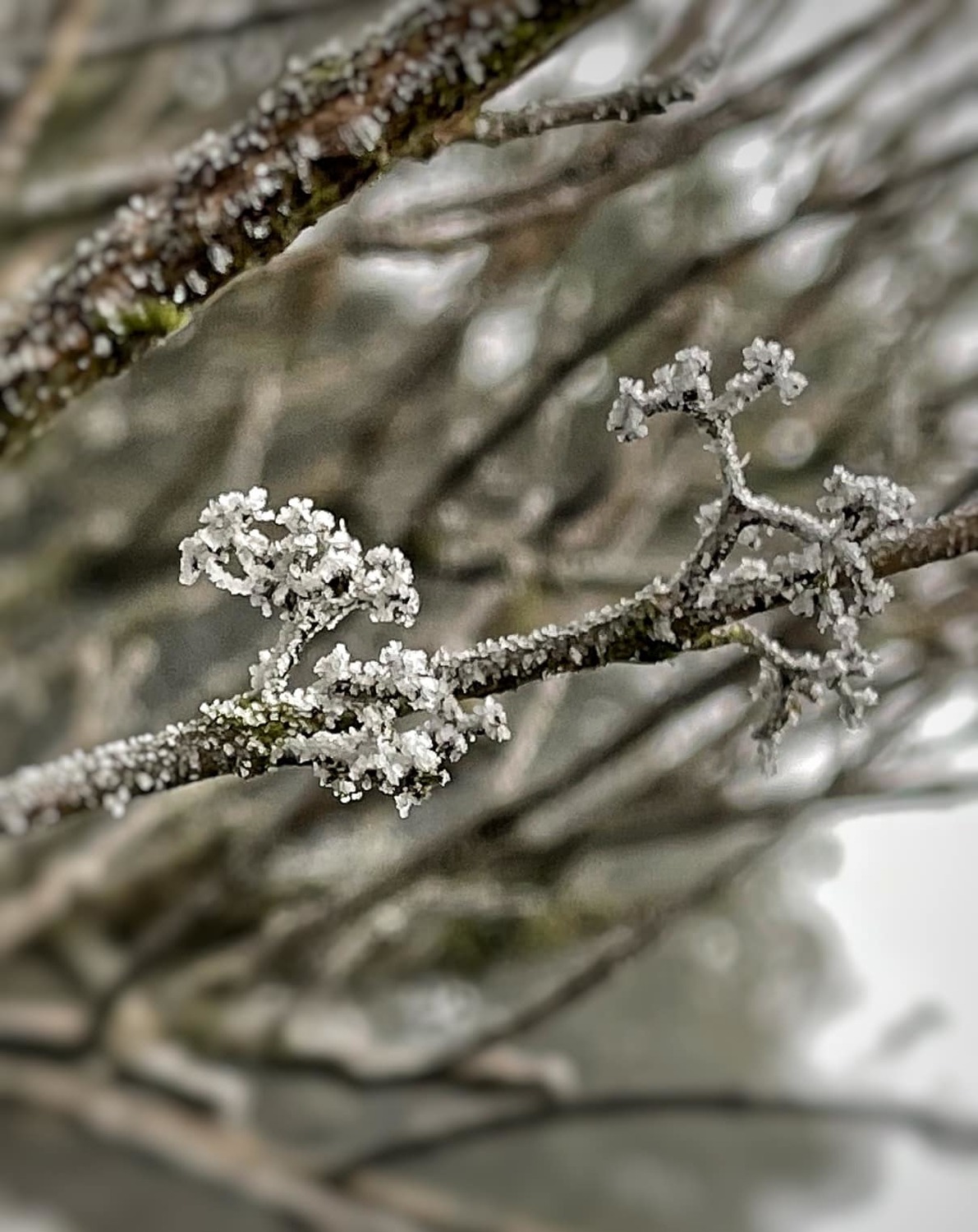 陽明山今日沒有降雪，卻有下冰霰、結霧淞。 圖：趙姓民眾／提供