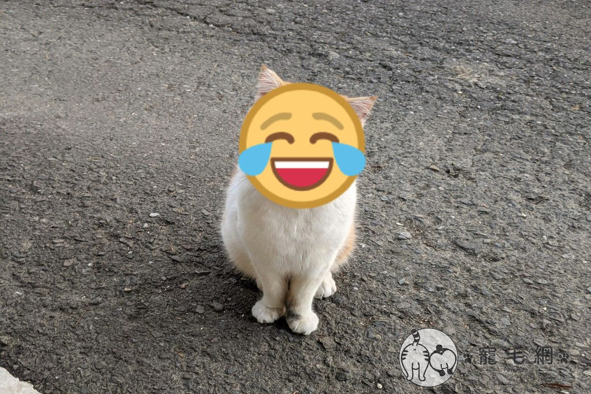 網友家的橘白貓經常將臉弄得黑黑的。 圖／網友翁志強授權提供
