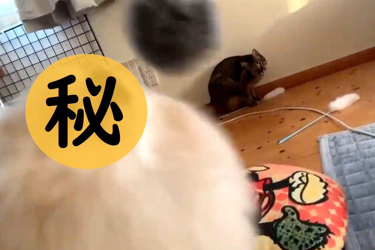 日本貓奴不斷對著貓狂揮逗貓棒，這時突然冒出一隻小毛球！ 圖／Twitter@daihukuchaaaaan