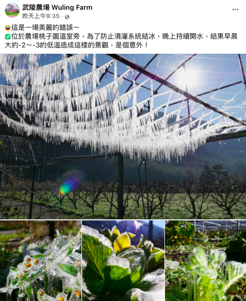 武陵農場低溫澆灌水管不關 美麗錯誤成冰柱吸睛