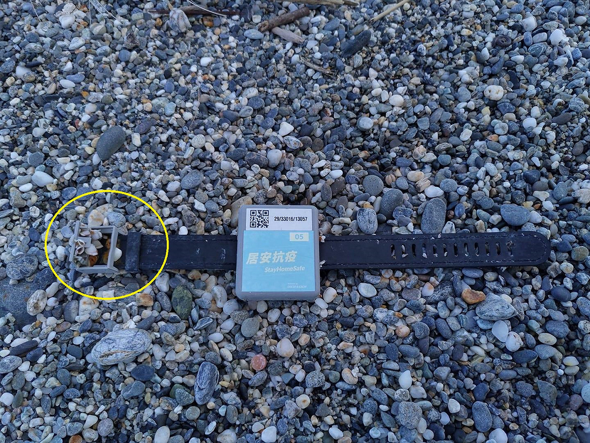 有志工在花蓮七星潭拾獲來自香港的檢疫手環，經過海廢專家觀察藤壺生長（黃圈處），推估它在海上漂流了2~3星期。 圖：翻攝自「海印 Ocean Stamps」臉書
