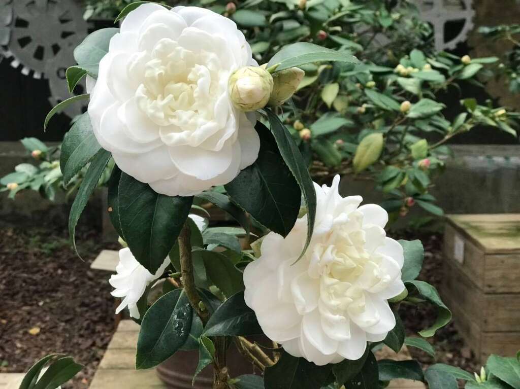 2021臺北茶花展，預計1月8日在陽明山花卉試驗中心正式登場。 圖：取自台北旅遊網