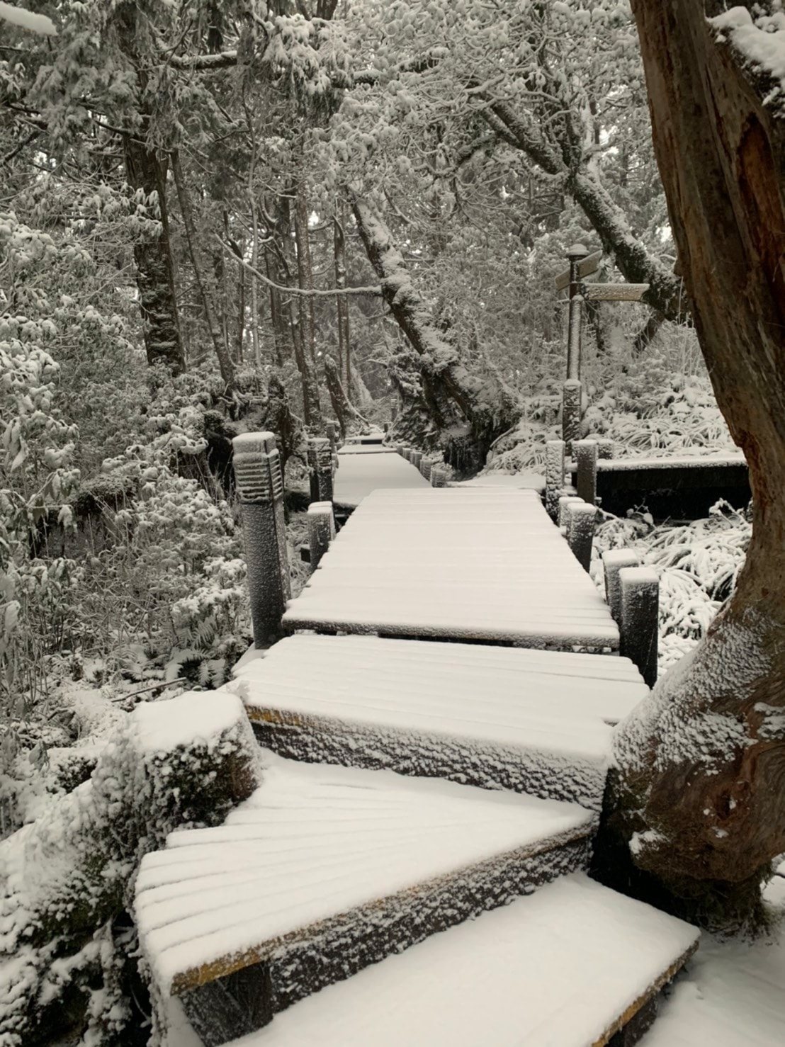 太平山昨日晚間便開始降雪，整座山頭一片雪白。 圖：翻攝自太平山國家森林遊樂區臉書