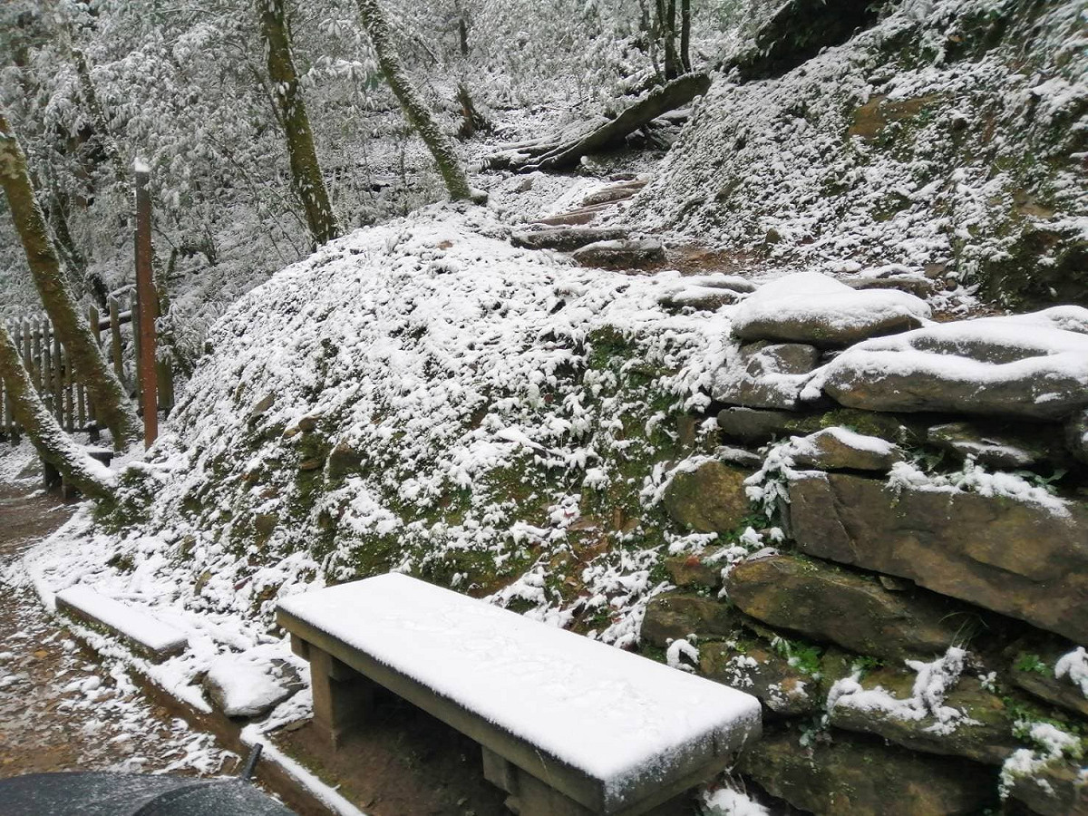 拉拉山巨木群棧道出現積雪。 圖：林務局／提供