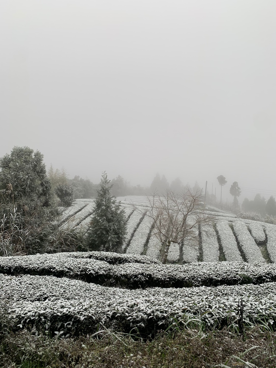 桃園復興嘎拉賀雪景。 圖：林務局／提供