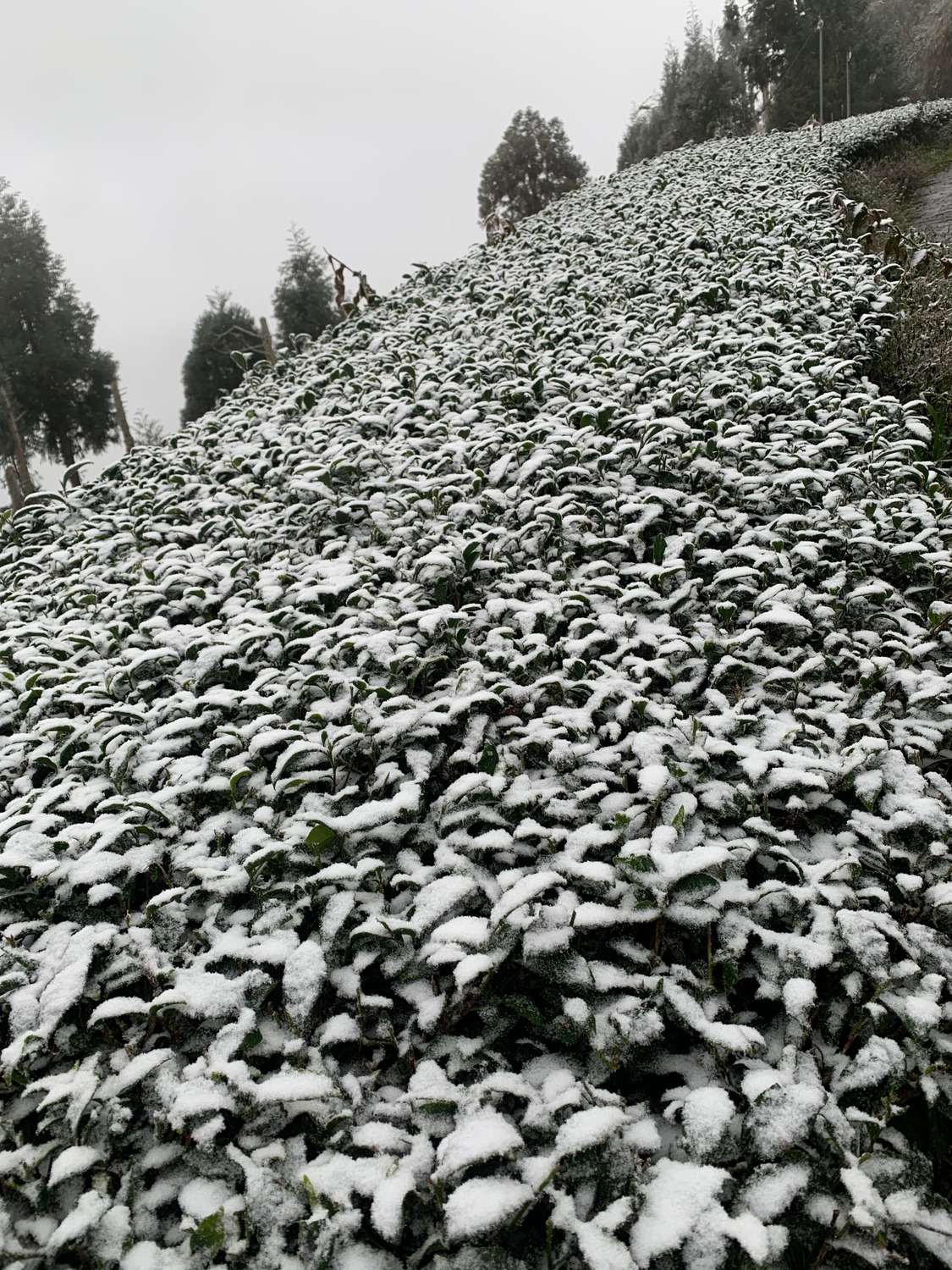 桃園復興嘎拉賀雪景。 圖：林務局／提供