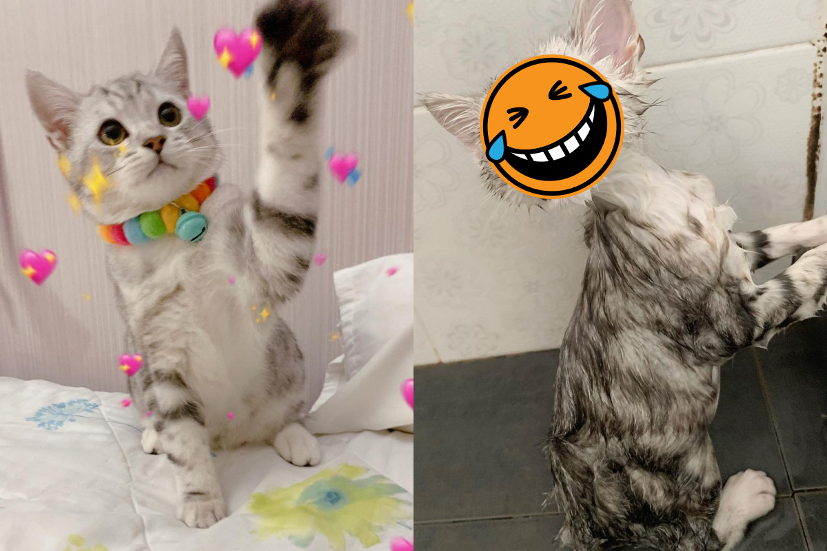 大家好～（萌） 圖：取自Instagram＠peanutcats