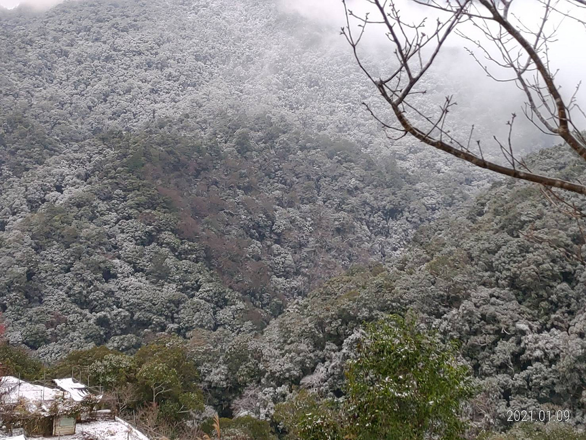 拉拉山今（9）早雪況。 圖：桃園市觀旅局／提供