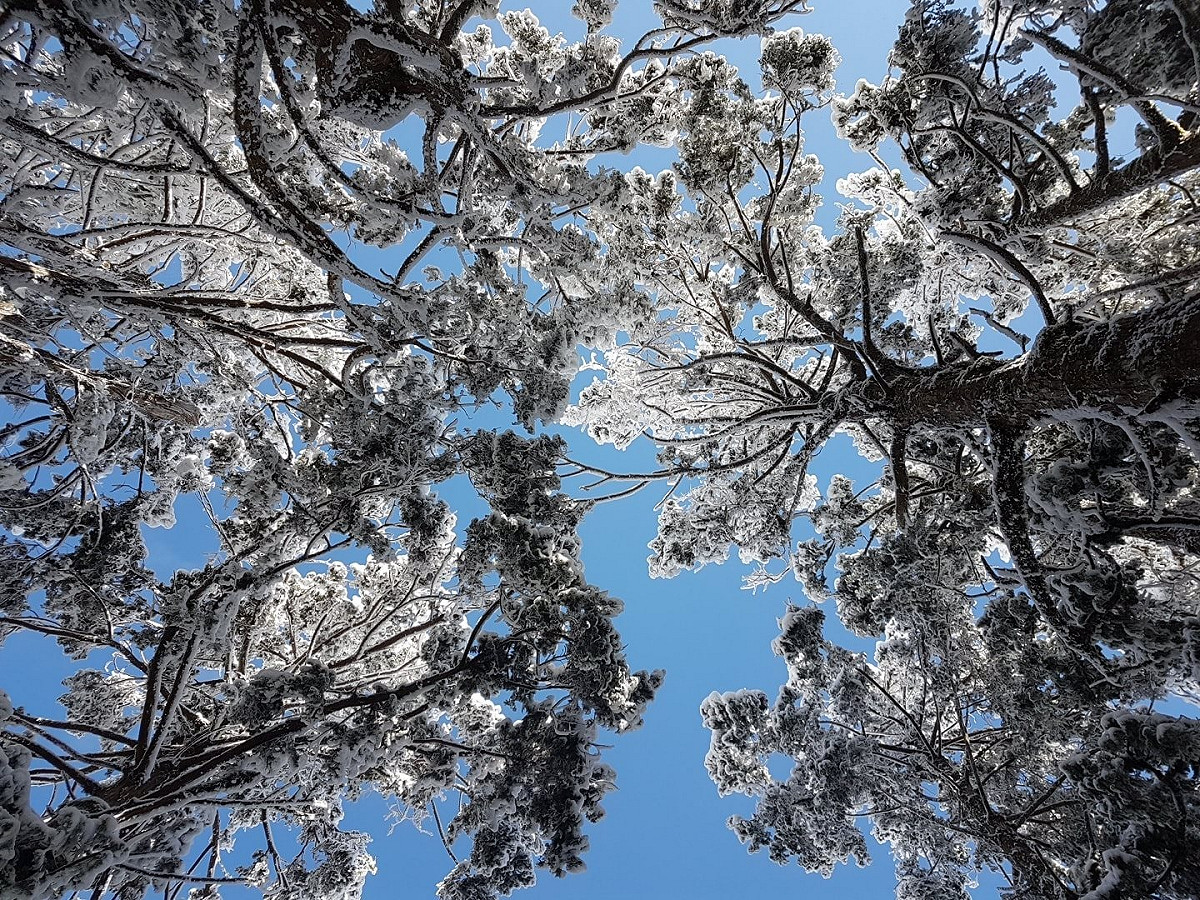 太平山雪景。 圖：翻攝自太平山國家森林遊樂園臉書