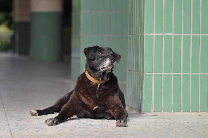 樹林高中的校犬「小黑」，不但是全市45校88隻校犬貓中最年長的「狗瑞」，且可能是全國最長壽的校園犬。  圖：新北市動保處提供