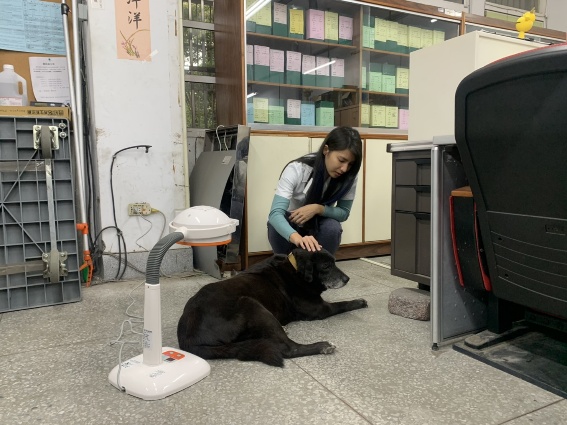 新北市動保處獸醫毛品樺幫小黑進行理學檢查。  圖：新北市動保處提供