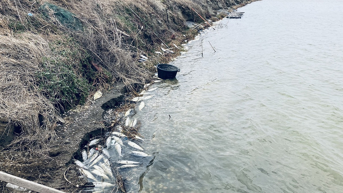 霸王寒流侵襲，嘉義縣養殖漁業發生災害。 圖：嘉義縣政府/提供