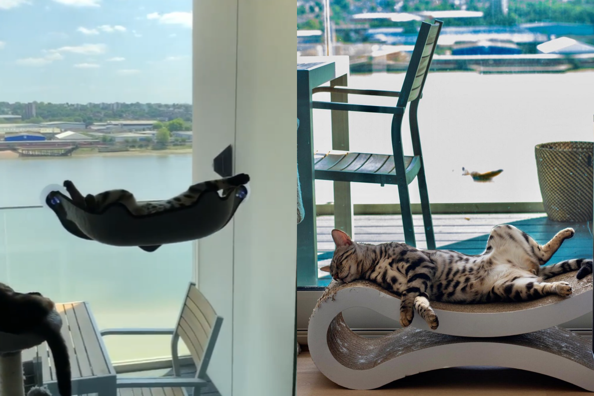 貓咪爽躺景觀「空中小床」，見人還伸出萌萌小手說嗨！ 圖／Instagram＠gato.bengal