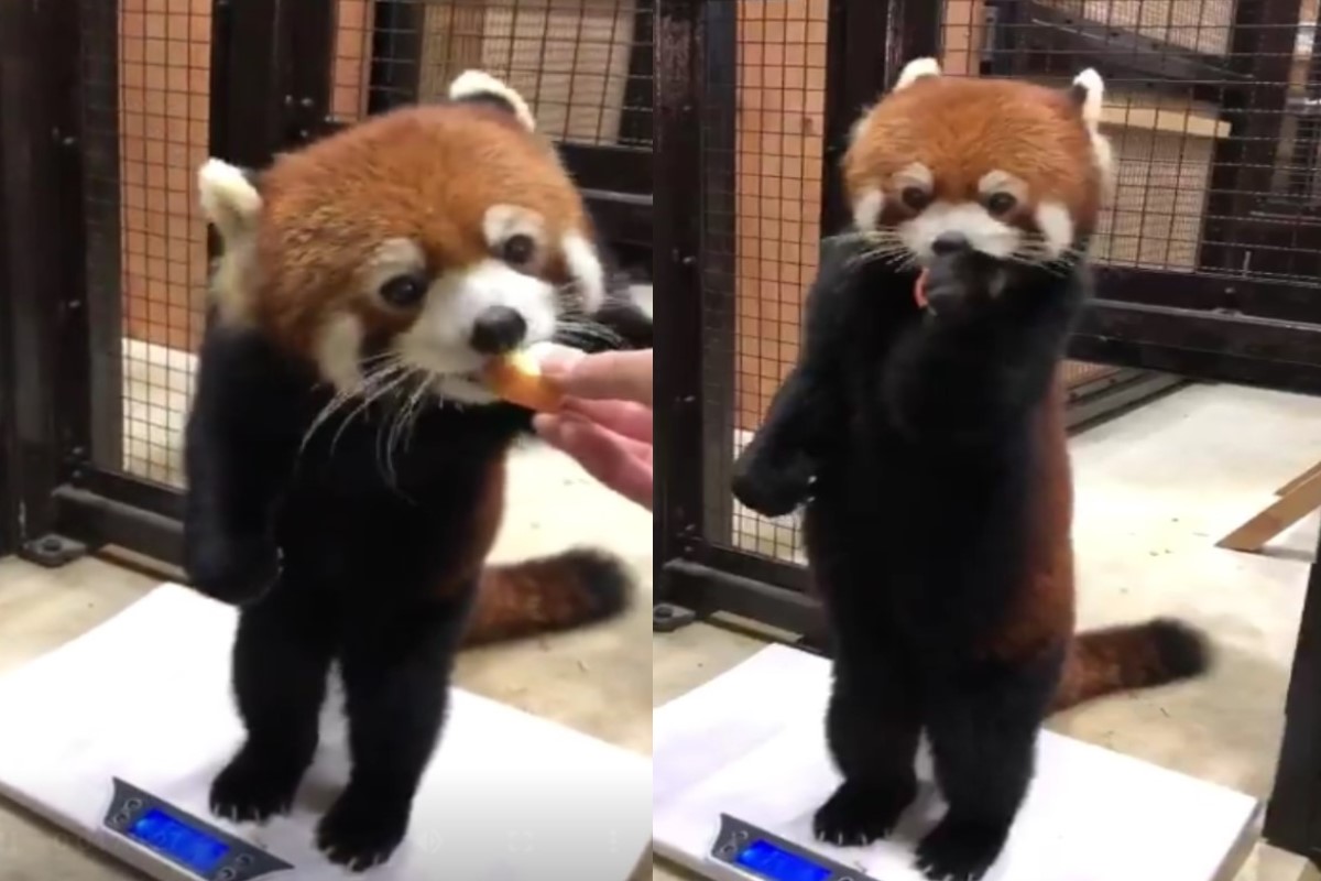 日本動物園一隻小貓熊量體重時，竟然跟人類一樣直接站立在體重器上！ 圖／翻攝自twitter@non_hoi_park