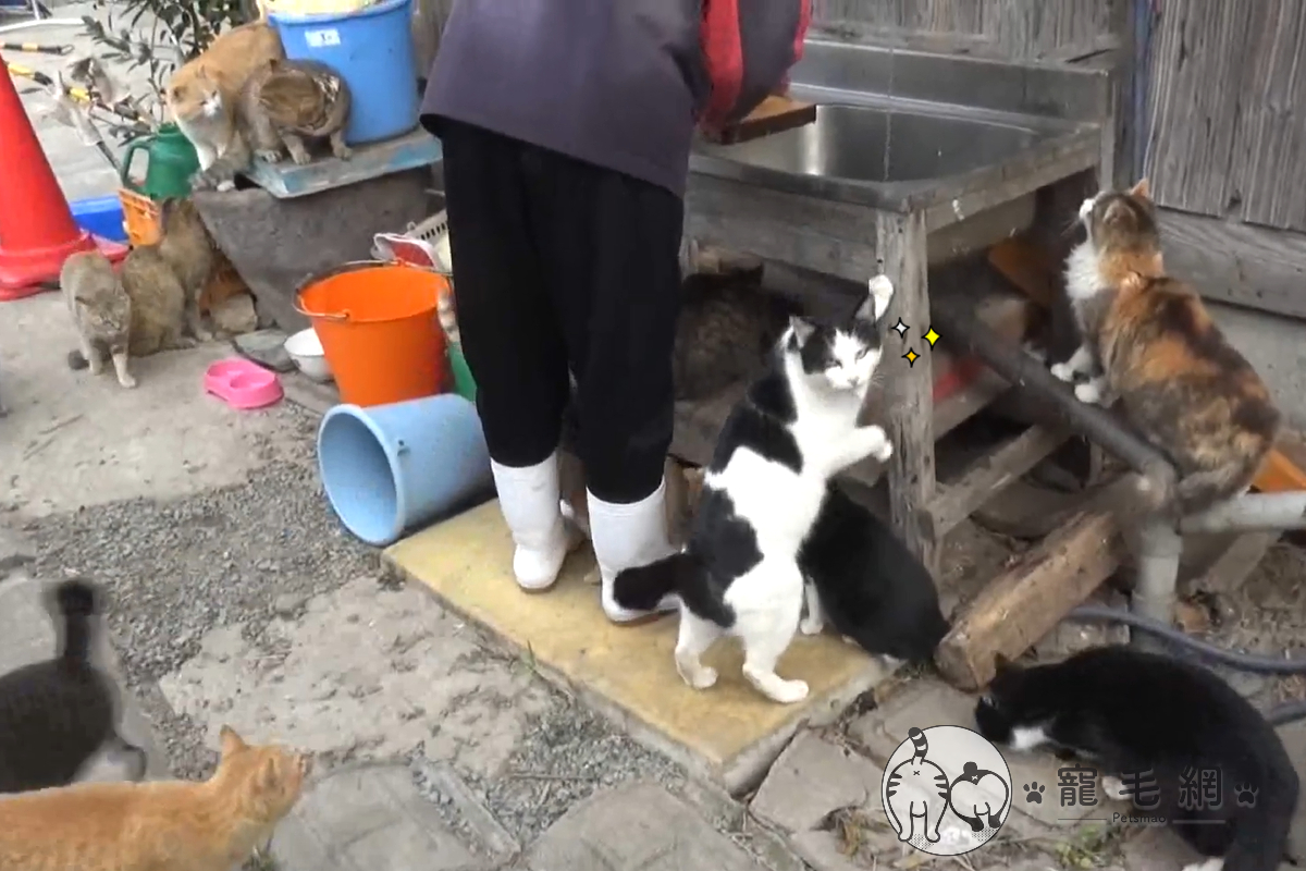 日本青島上一位島民，正在切魚竟引來大批貓咪！ 圖／猫の島　青島物語授權