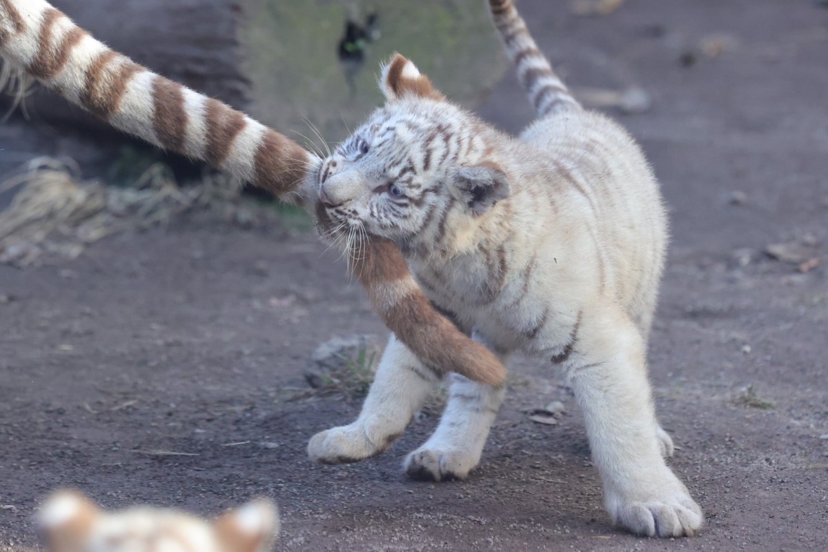 日本動物園裡一隻小白虎咬著一條「逗貓棒」。 圖／twitter@mame_nek0