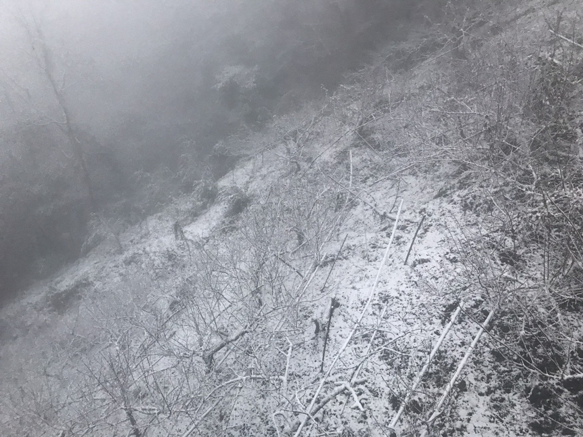 桃園拉拉山神木路出現降雪。 圖：桃園觀旅局／提供