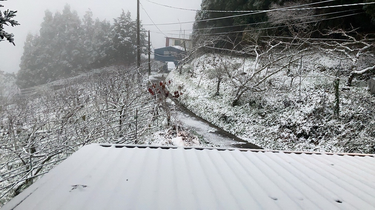 桃園拉拉山神木路出現降雪。 圖：桃園觀旅局／提供