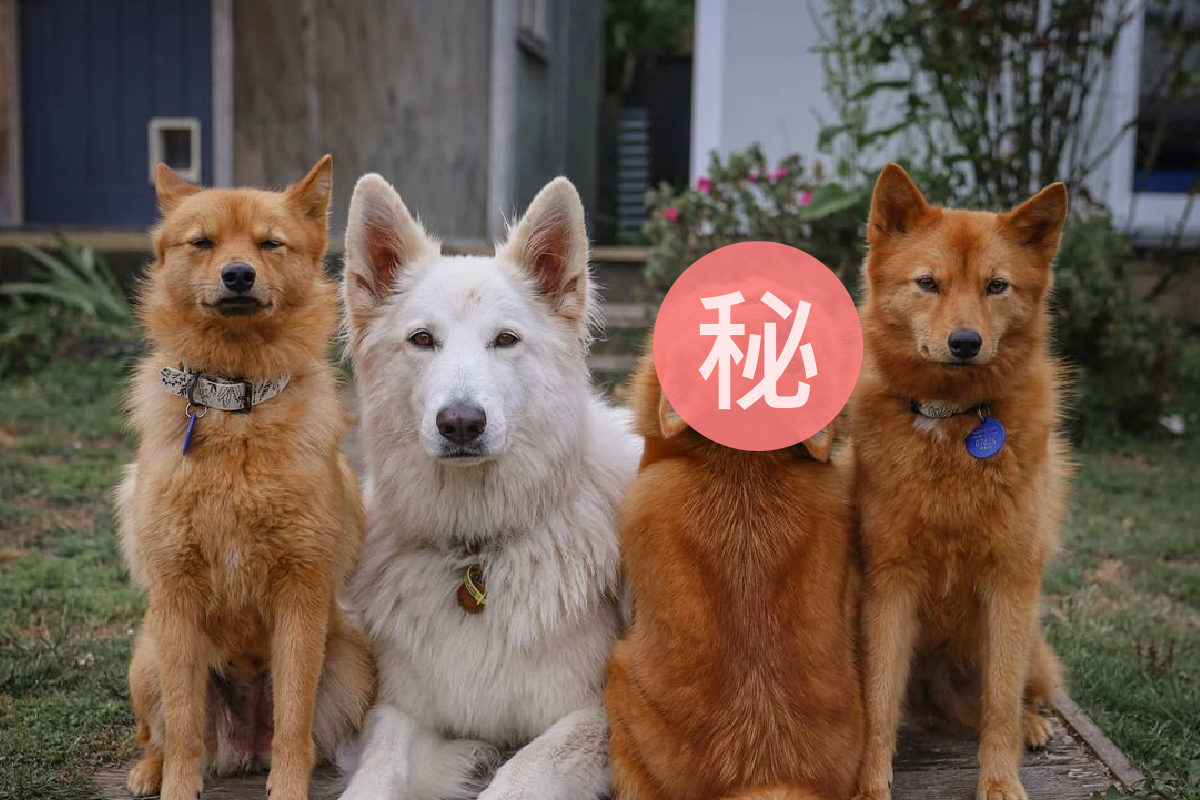 狗狗拍照就愛「搞怪招」，成為群狗中的大亮點！ 圖／Instagram＠kayatheshepherd