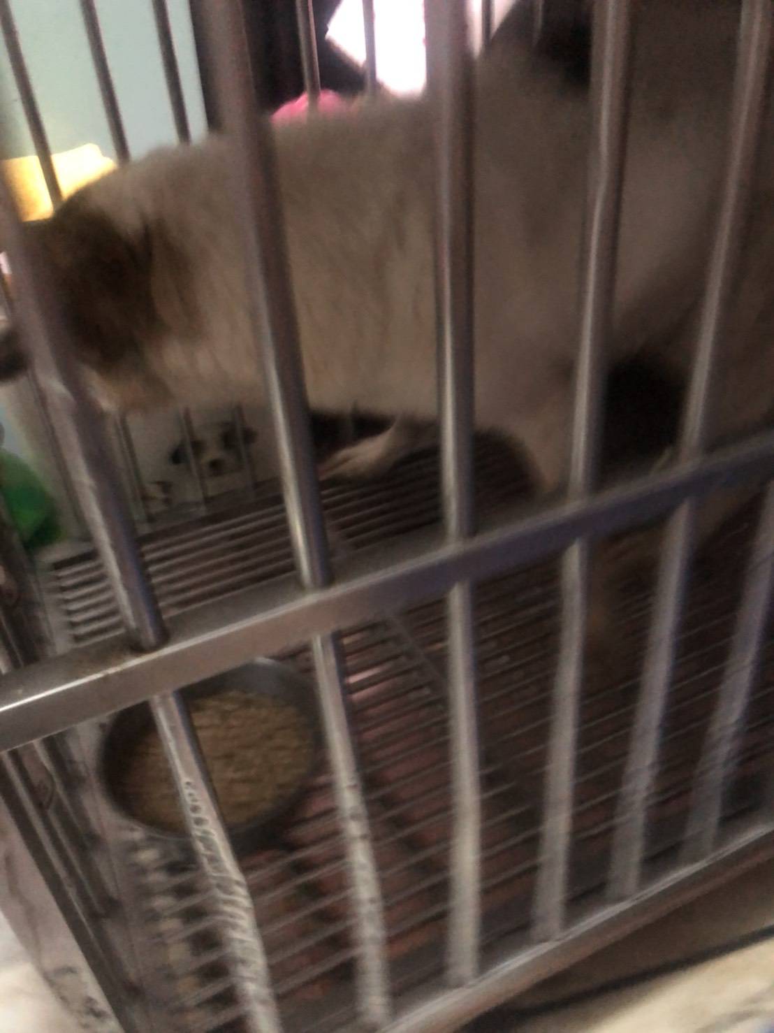 動保處將受凍犬隻送醫妥善照護。  圖：新北市動保處提供
