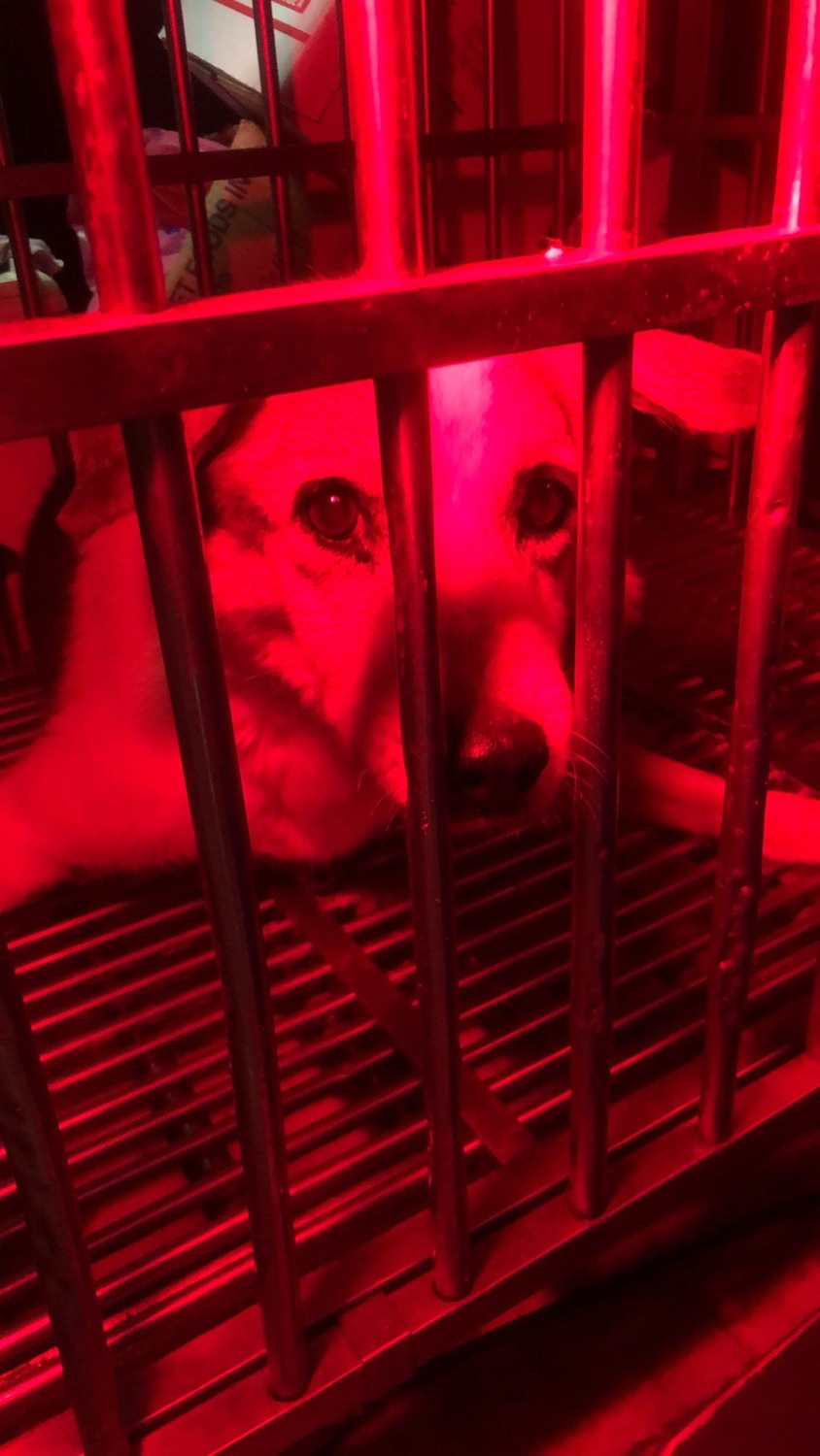 獸醫院給予受凍犬隻保溫燈，讓牠在寒冷的天氣裡不再受凍。 圖：新北市動保處提供