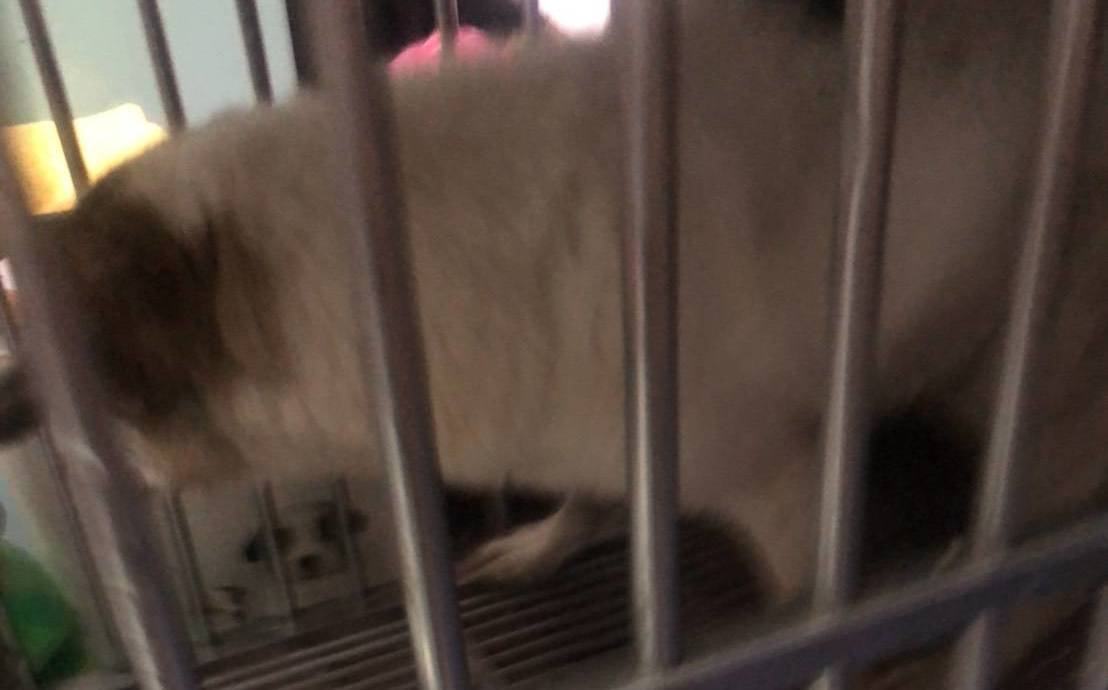 9度低溫永和頂樓犬隻受凍哀嚎 新北動保處緊急安置將重罰飼主
