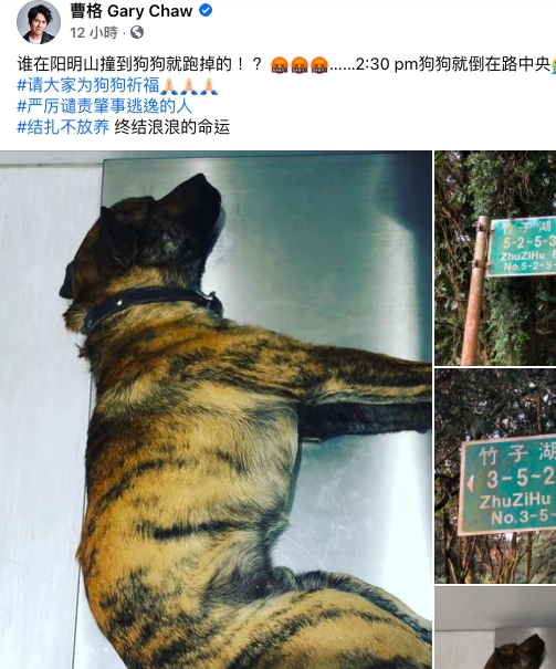曹格昨日在臉書PO出在陽明山上遭撞的狗狗，並譴責肇事者。 圖：取自曹格臉書
