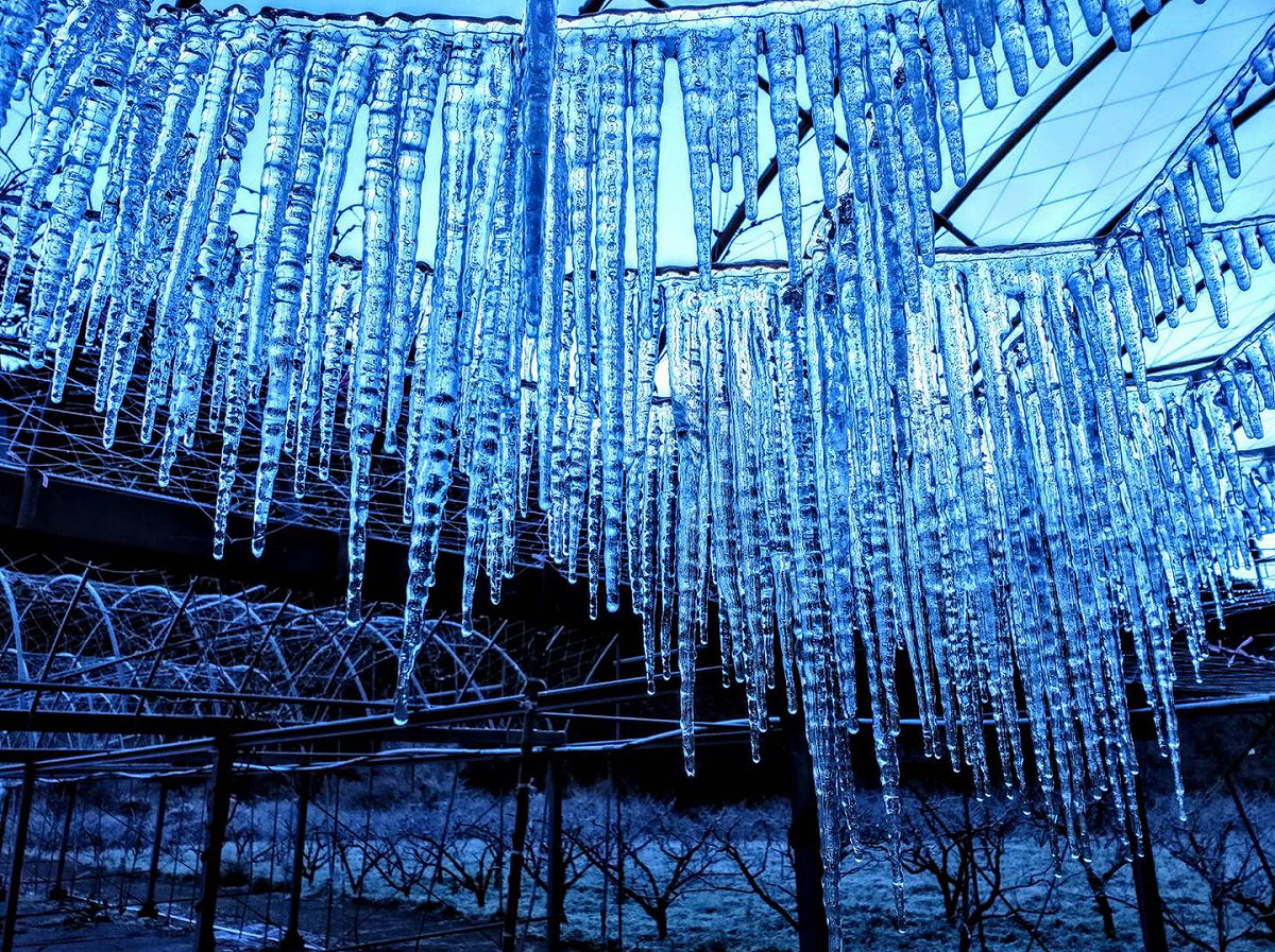 武陵農場今日晨氣溫將近零下4度，再度出現水晶簾冰柱奇景。 圖：翻攝自武陵農場臉書