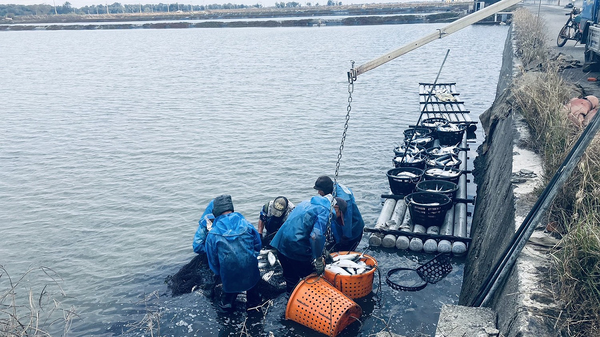 寒流一波波來襲，全台都傳出農損，其中以蓮霧及虱目魚受損最重(圖為虱目魚魚塭) 圖：嘉義縣農業處漁業科／提供