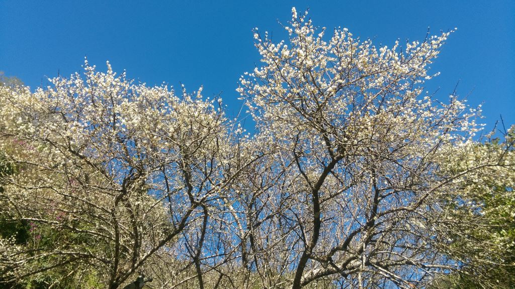 太魯閣國家公園的沒話目前盛開8成，預計開花花期可到1月底。 圖：取自太魯閣國家公園