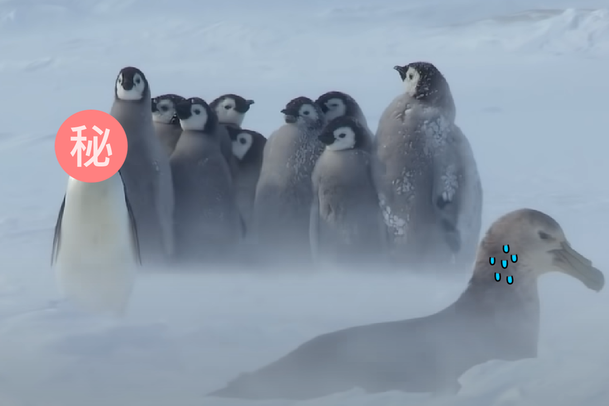企鵝在雪地上緩緩移動，呆呆笨笨的牠們遇到坑也不閃，左邊那隻直接跌了進去。 圖：取自Youtube＠BBC