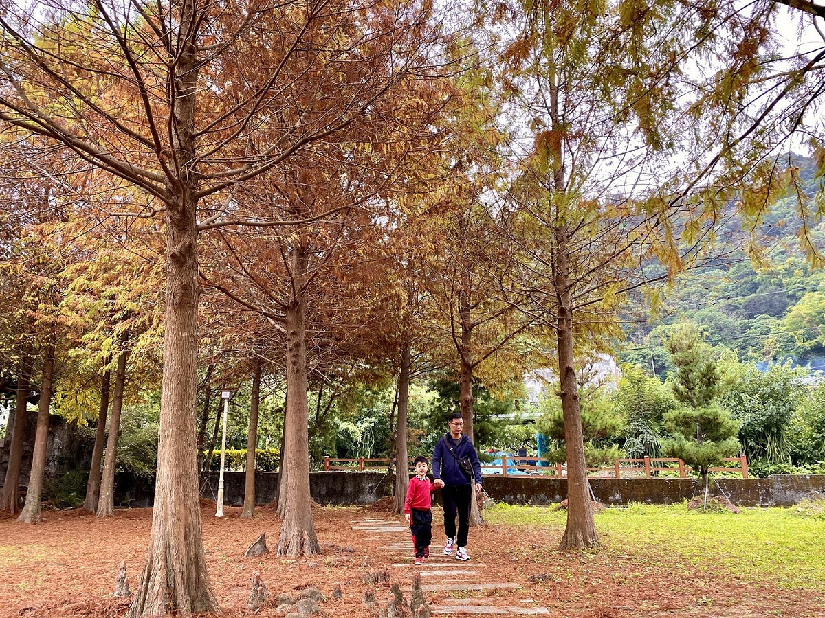 石岡落羽松秘境。 圖：台中觀旅局／提供