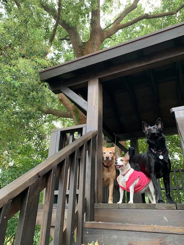 華邇街幼兒園3犬合影（白-珍珠、黑-小美、黃-丁丁）。  圖：新北市動保處提供