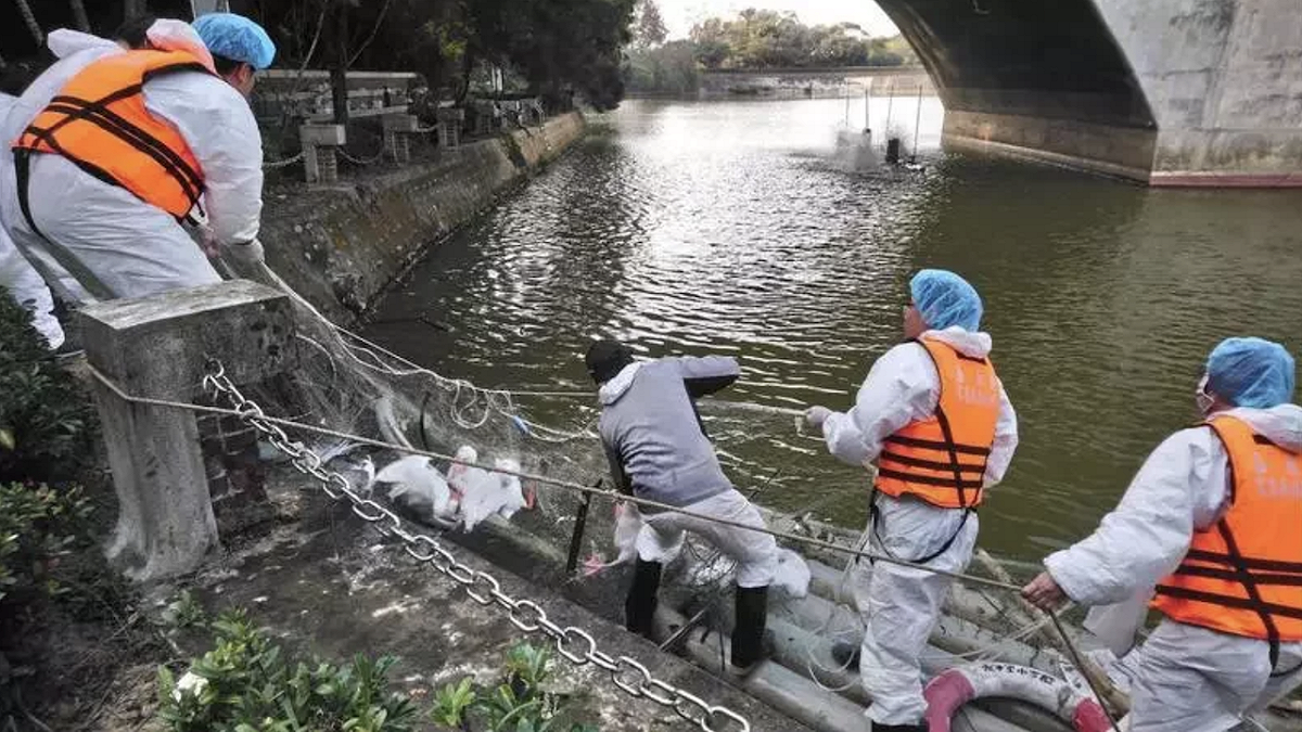 中正大學入口處的寧靜湖鴨鵝傳出感染禽流感一事，經相關規定進行撲殺。 圖：翻攝畫面