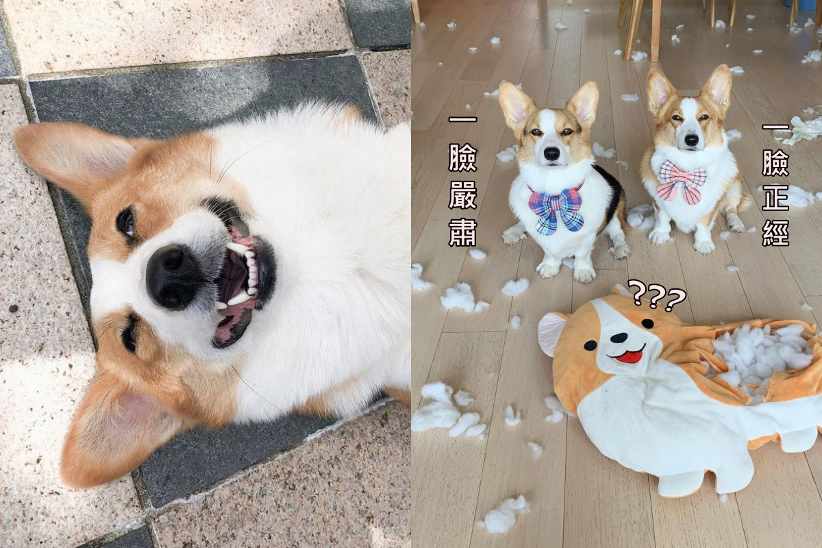 嘿嘿～我們真聰明！ 圖：取自Instagram＠yayathecorgi