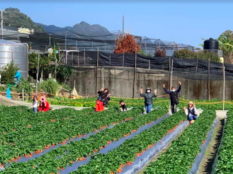 苗栗縣大湖鄉種植草莓面積約450公頃。 圖：農糧署／提供