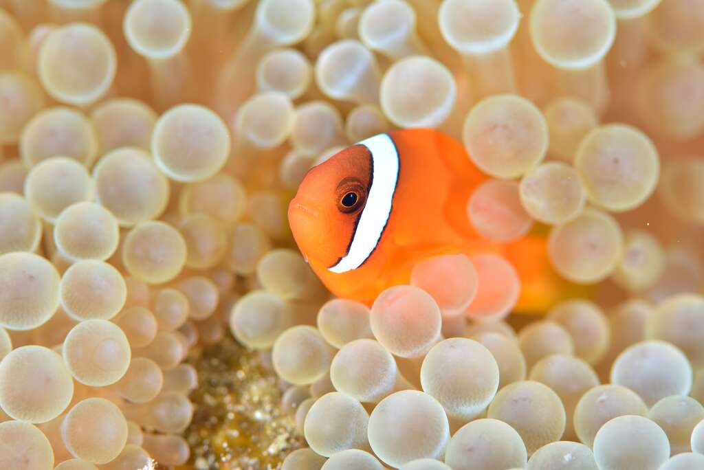 小丑島-白條雙鋸魚。 圖：取自東管處