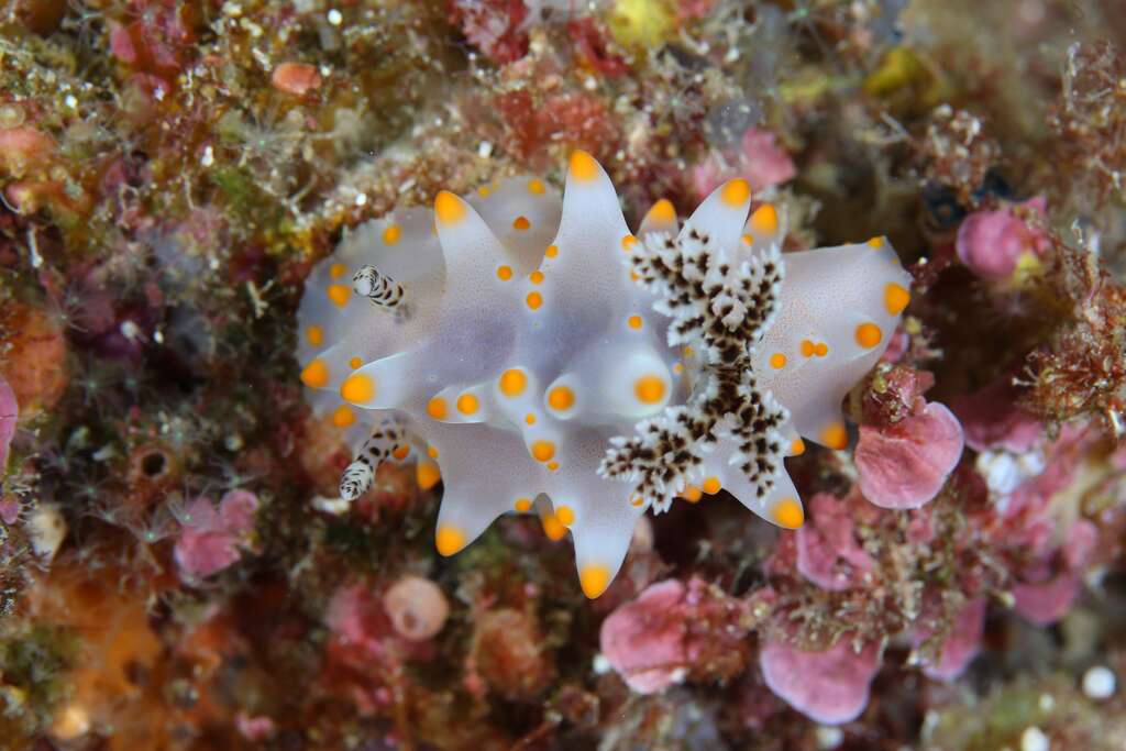 卡爾森盤海蛞蝓。 圖：取自東管處