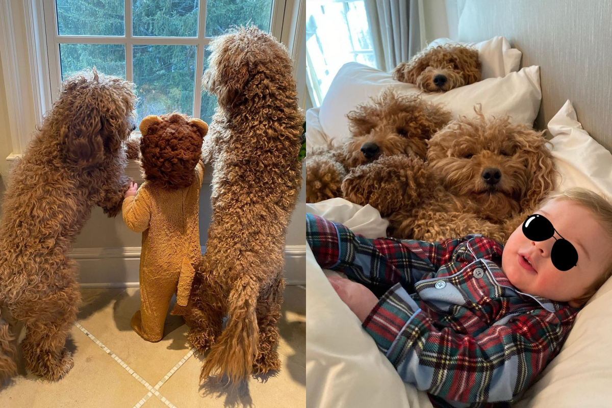寶寶：這4偶的好碰友～ 圖：取自Instagram＠samsonthedood