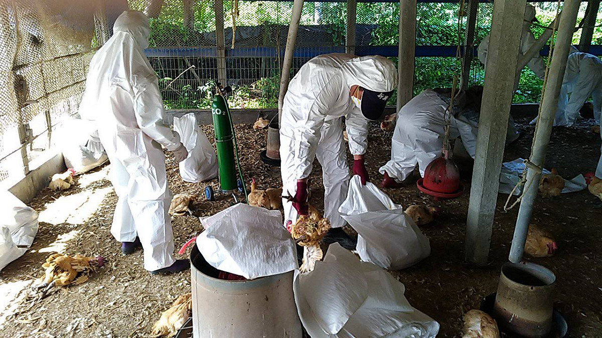 屏東縣九如鄉1黑羽土雞場主動通報，確診為H5N5亞型高病原性禽流感。 圖：取自屏東縣政府傳播暨國際事務處