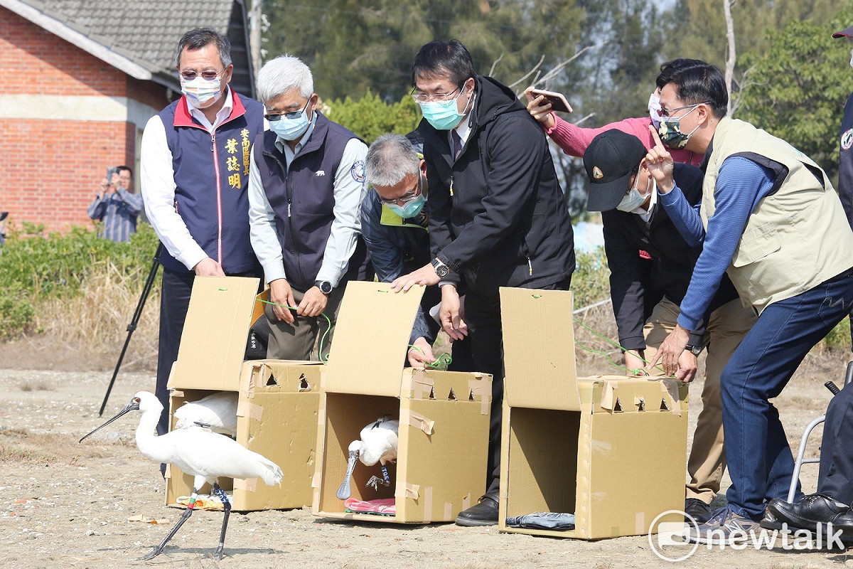 台南市長黃偉哲、野鳥學會與特生中心等保育人員今日共同參與野放3隻傷癒的黑面琵鷺的活動。 圖：台南市政府提供