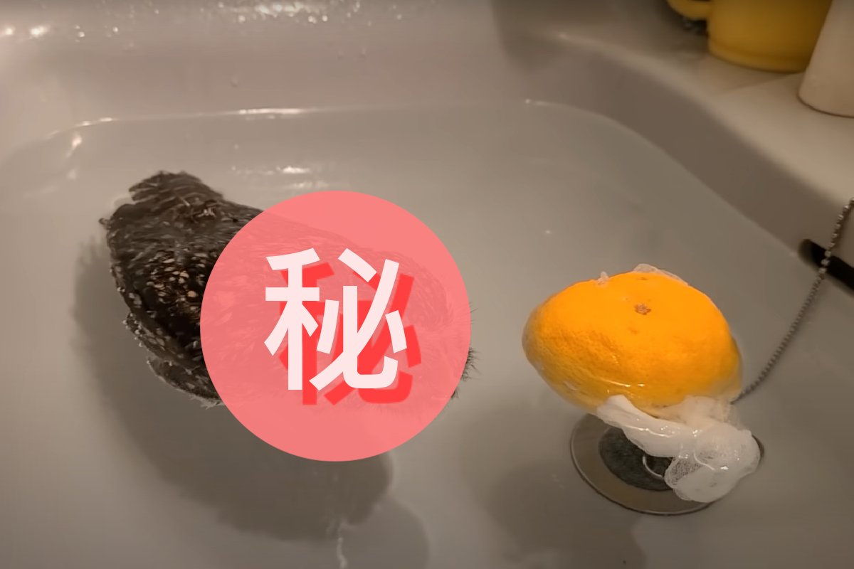 跟幸運柚子合照一張！ 圖：取自Twitter@KIMUPIKO