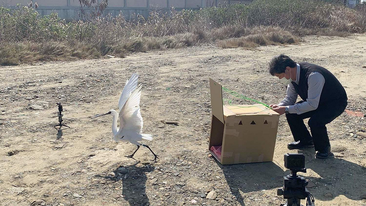 一隻中毒的黑面琵鷺獲救後，嘉義縣政府施行野放。 圖：嘉義縣政府/提供