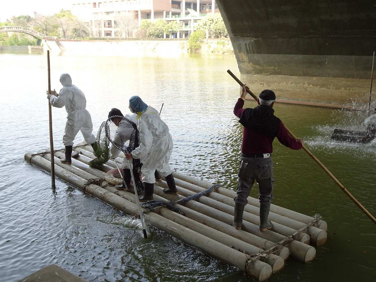 國立中正大學湖面的黑天鵝檢出禽流感，防疫人員前往捕抓撲殺。 圖：嘉義縣政府/提供