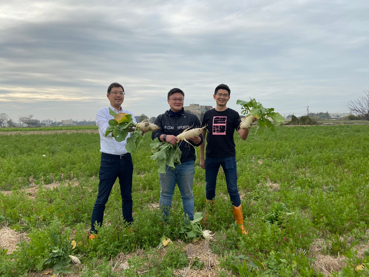林祈烽、施志昌及黃守達下田拔蘿蔔。  施志昌/提供