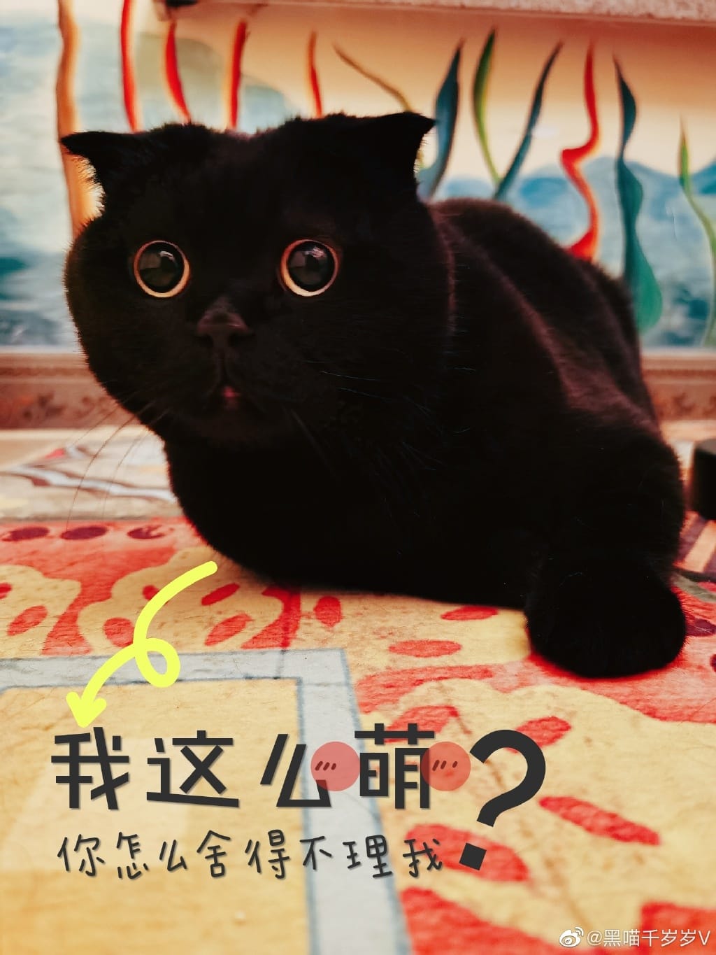 黑喵千歲歲。 圖：翻攝抖音/黑喵千歲歲