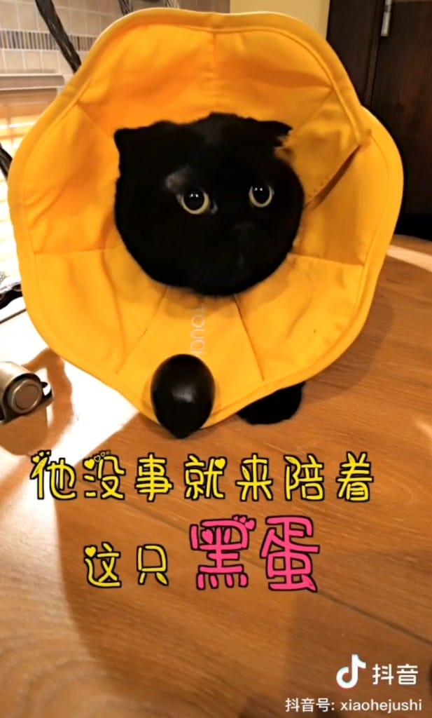 黑喵千歲歲。 圖：翻攝抖音/黑喵千歲歲